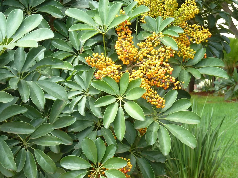 Umbrella Plant