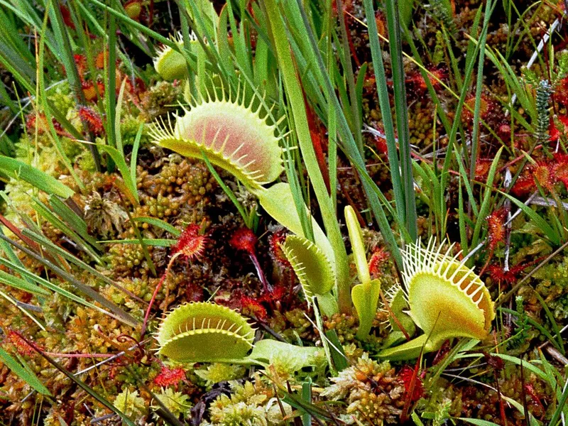 Venus Flytrap