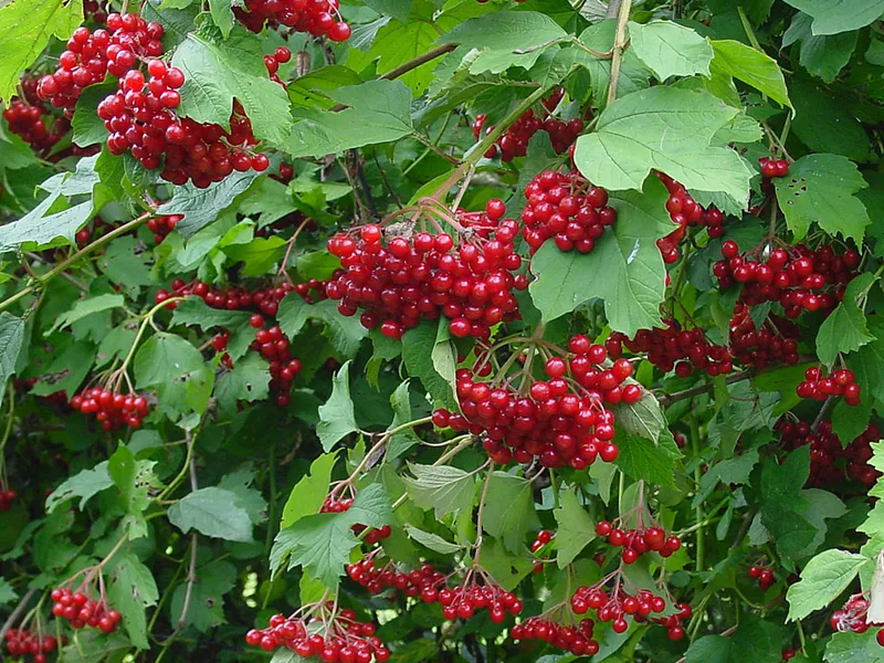Viburnum