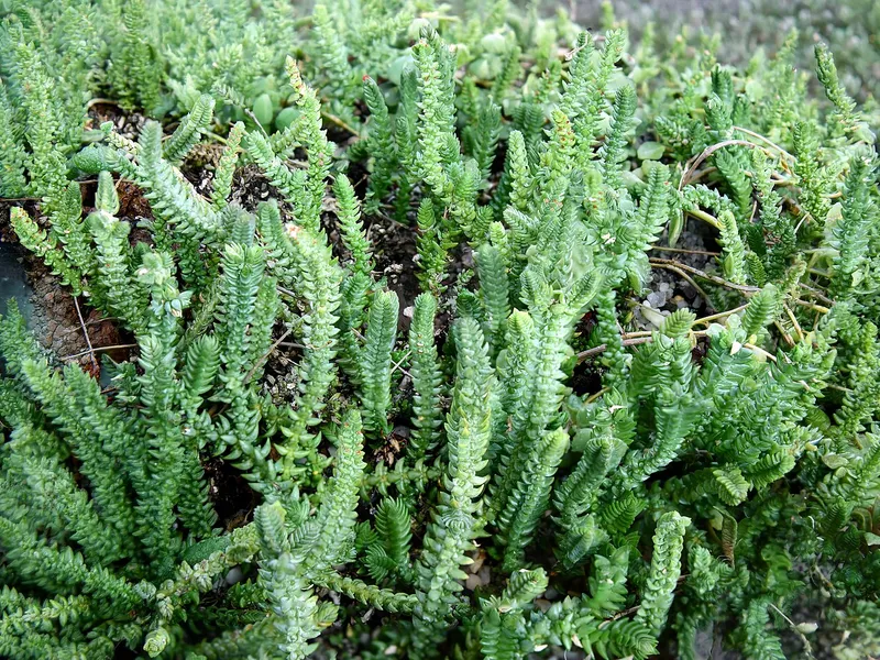 Watch Chain Plant
