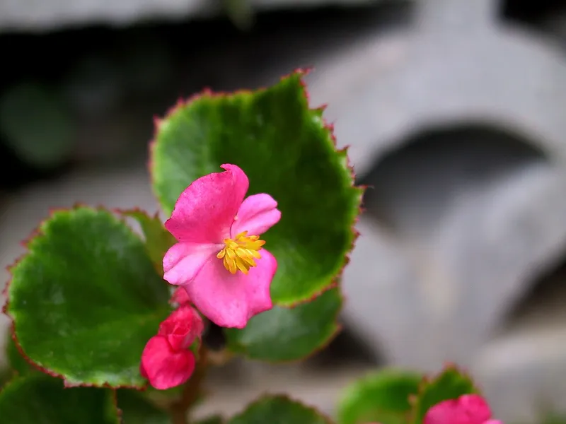 Wax Begonia