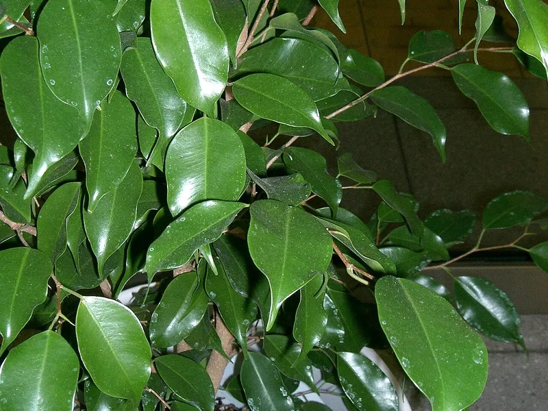 Weeping Fig