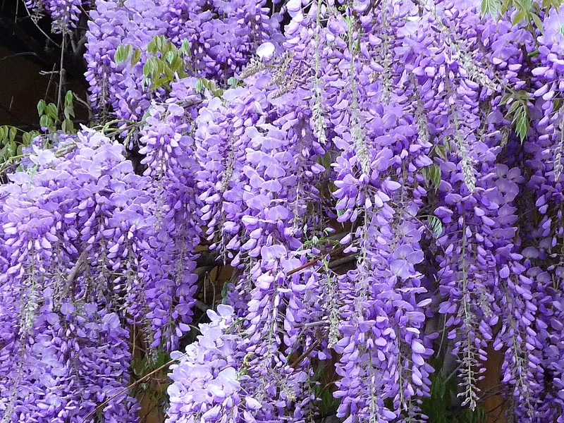 Wisteria