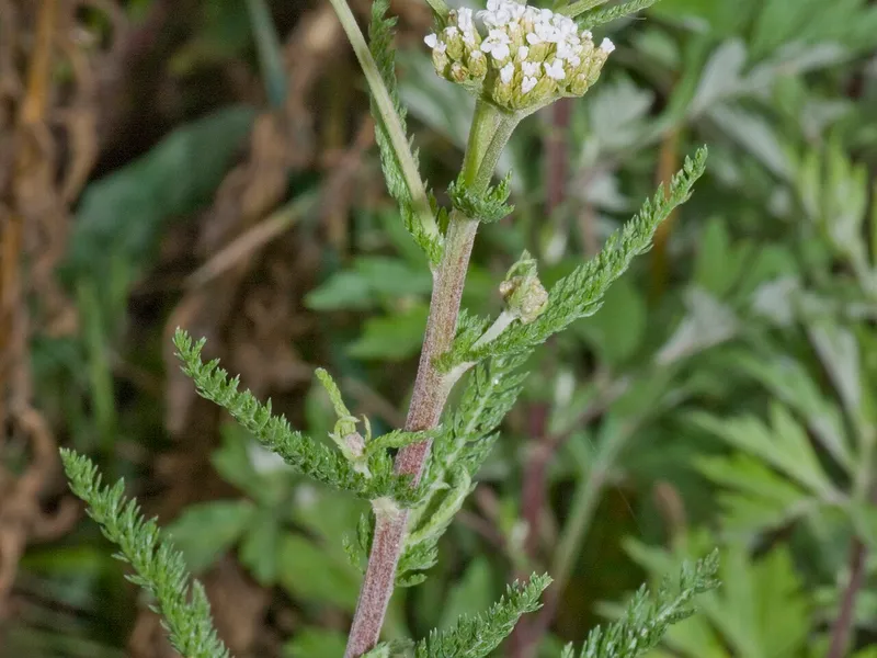 Yarrow