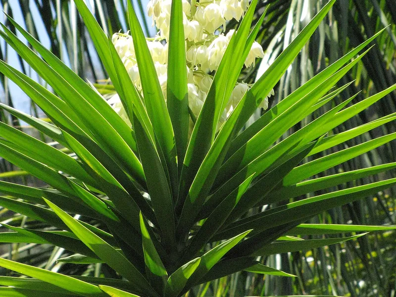 Yucca