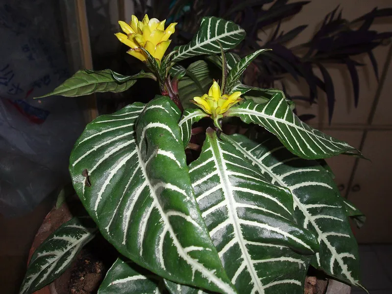 Zebra Plant (Aphelandra)