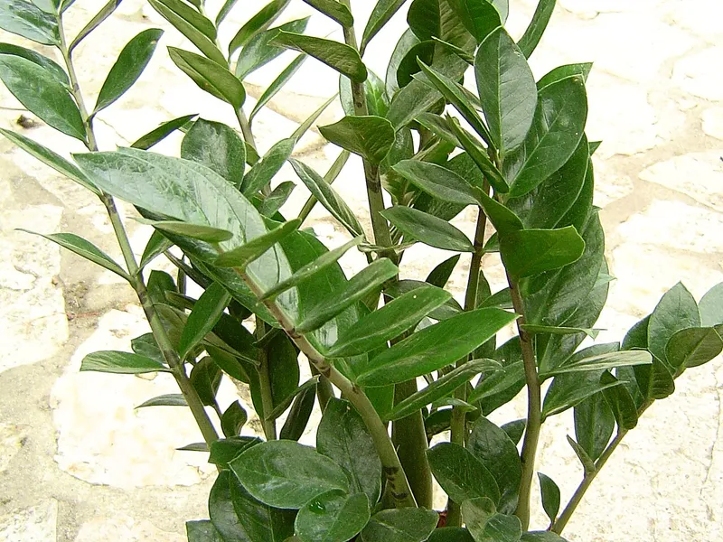 ZZ Plant